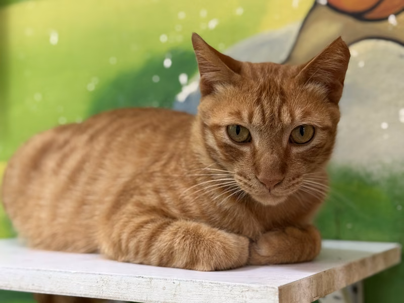 Orange adult male mixed-breed cat, Large, shelter no. …4001