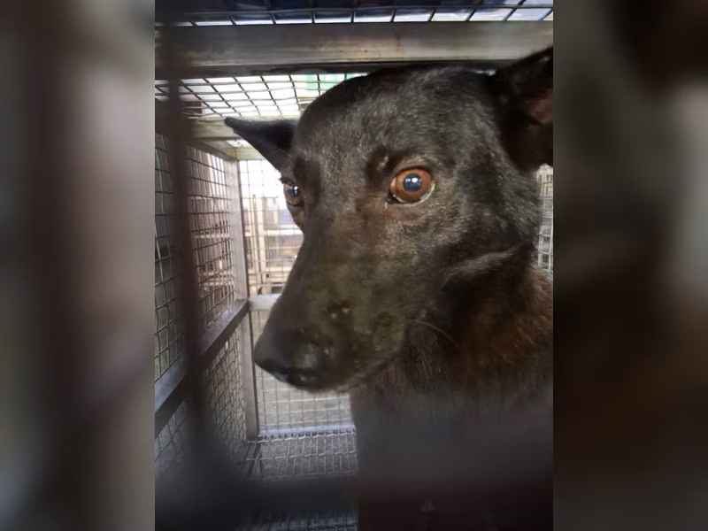 黑色成年母混種犬，中型, 收容編號 …9-04