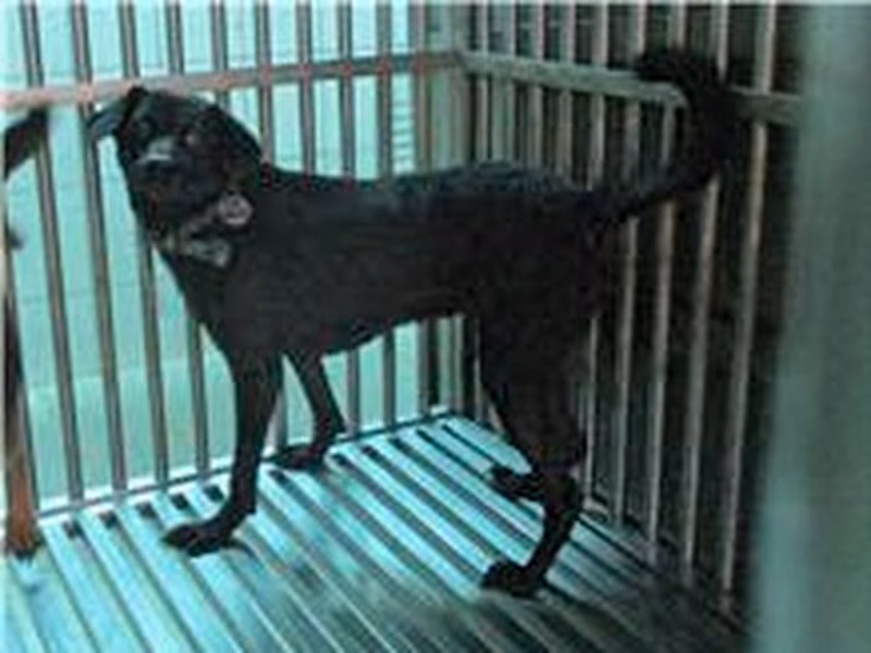 Black adult female mixed-breed dog, Medium, shelter no. …3601