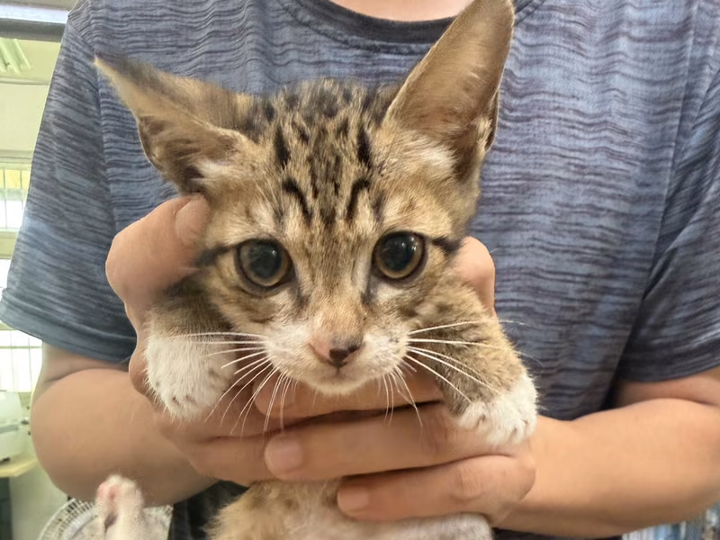 Pusang halo ang lahi (Lalaki, Bata, may guhit), Maliit, blg. ng shelter …5001