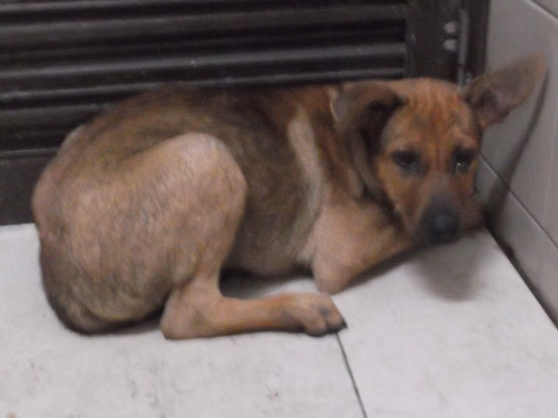Tan young female mixed-breed dog, Medium, shelter no. …3113