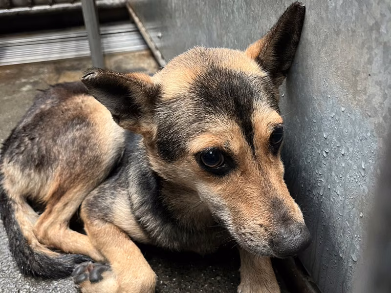 Adult female mixed-breed dog, Medium, shelter no. …5008
