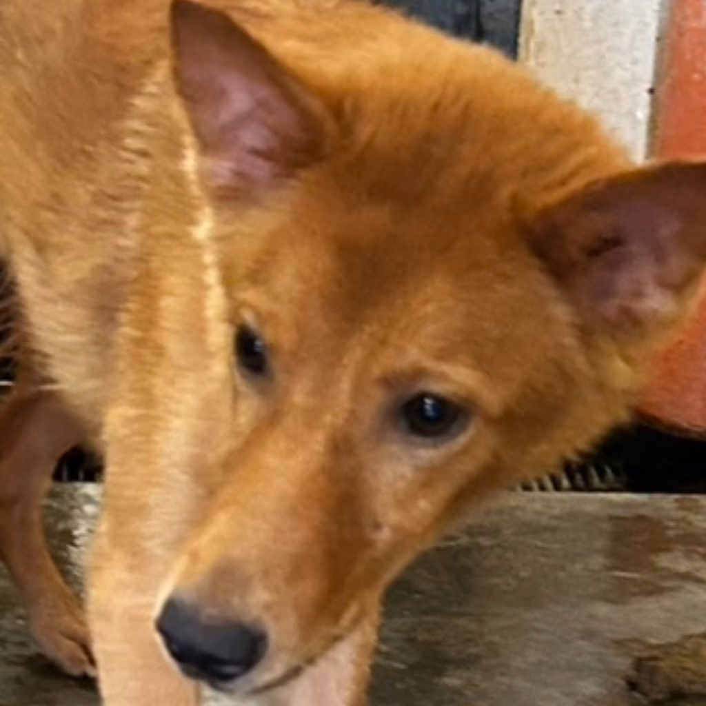 Tan adult female mixed-breed dog, Medium, shelter no. …2007