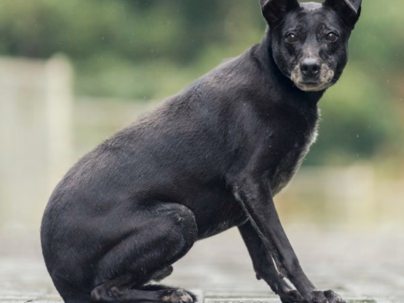 Black male mixed-breed dog, Medium, shelter no. …0021
