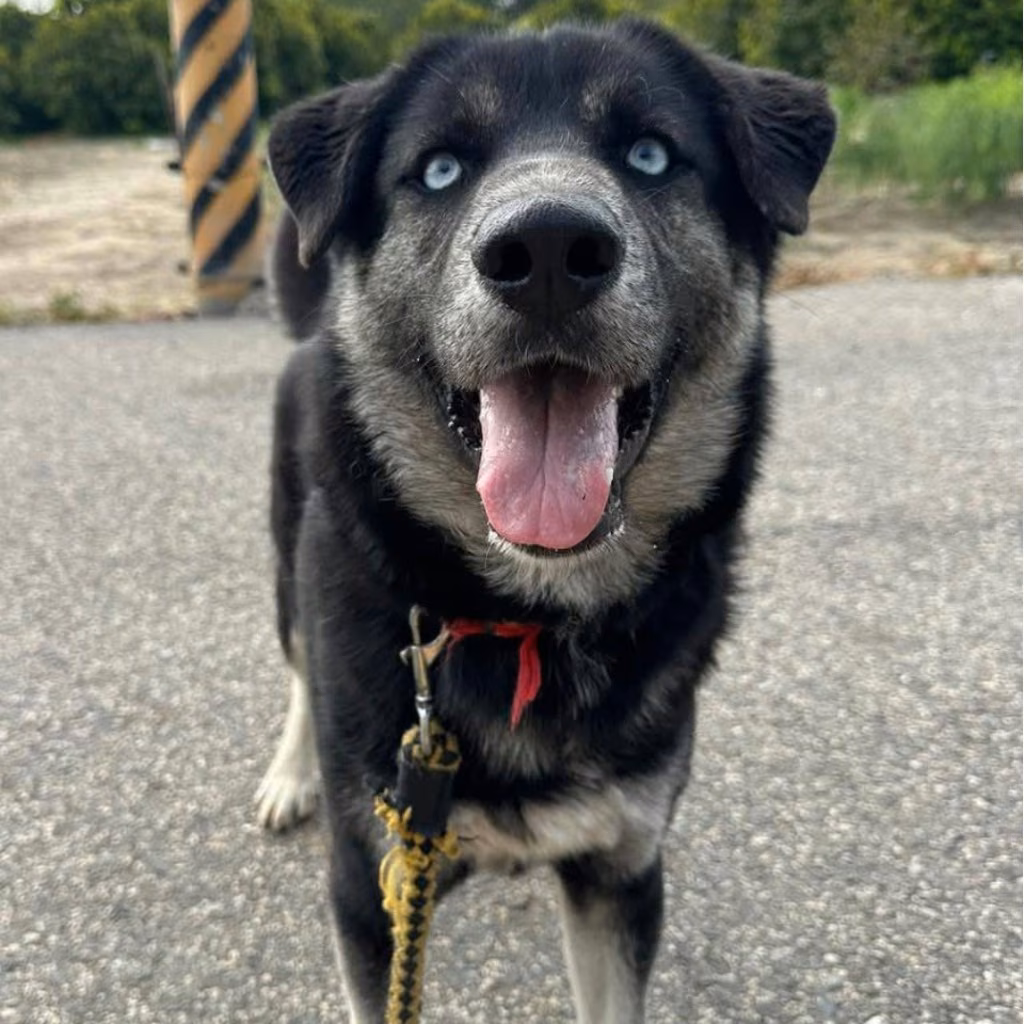 Black-and-white adult male mixed-breed dog, Medium, shelter no. …2-02