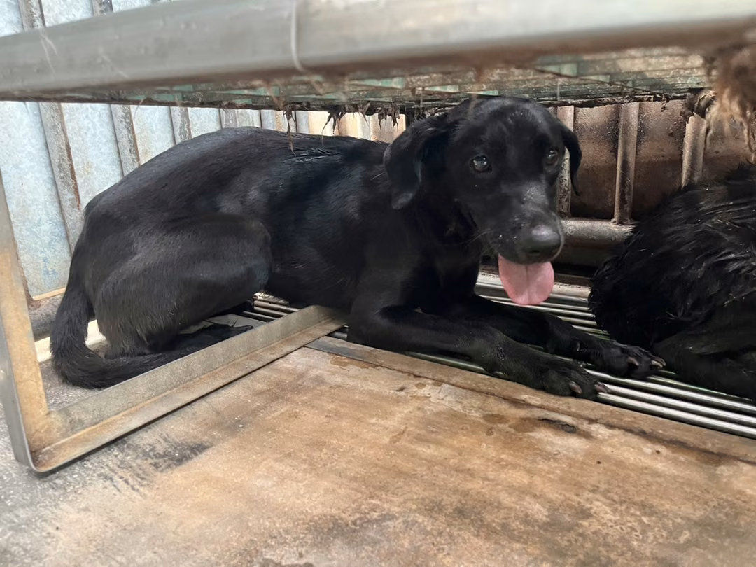 Black adult female mixed-breed dog, Medium, shelter no. …4003