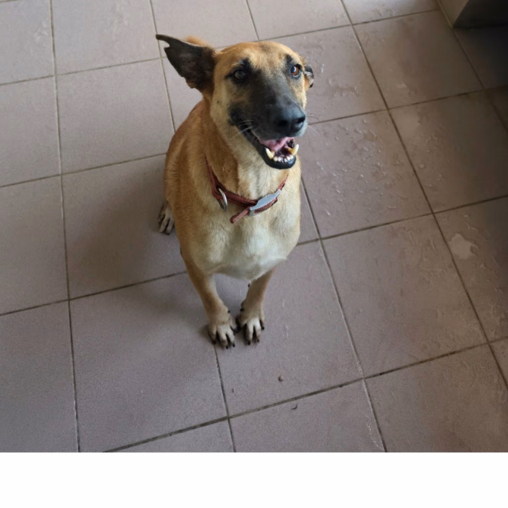 Tan adult female mixed-breed dog, Medium, shelter no. …6-16