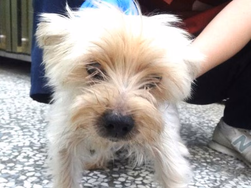 Brown-and-white adult male Yorkshire Terrier, Medium, shelter no. …1497