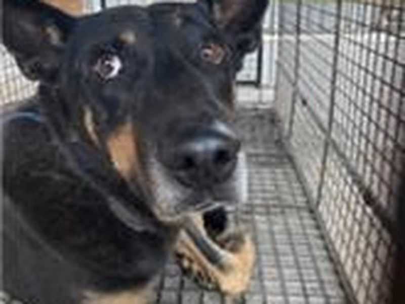 Black-and-tan adult male mixed-breed dog, Large, shelter no. …9007