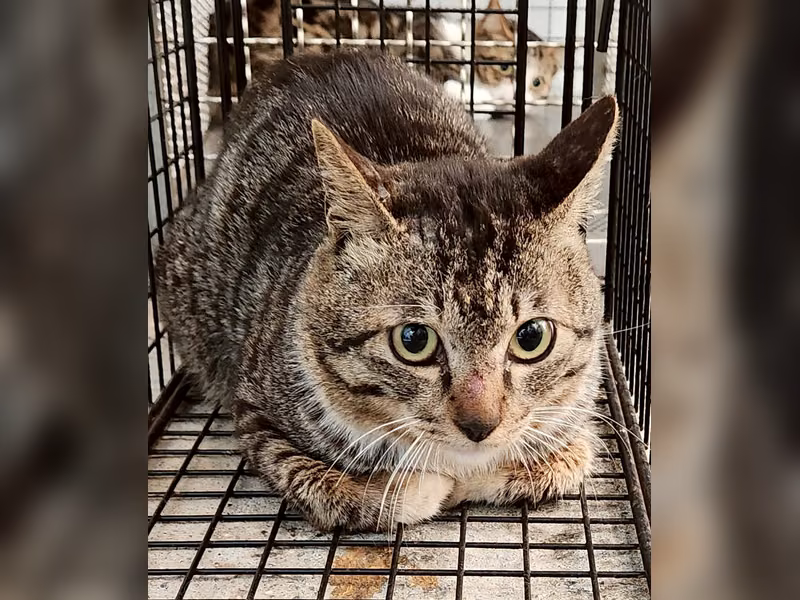 Black tabby adult male mixed-breed cat, Medium, shelter no. …7004