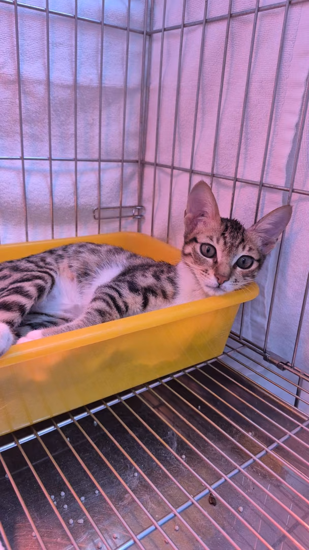 Tabby-and-white young female mixed-breed cat, Small, shelter no. …3004