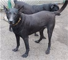 Black adult male mixed-breed dog, Medium, shelter no. …3105