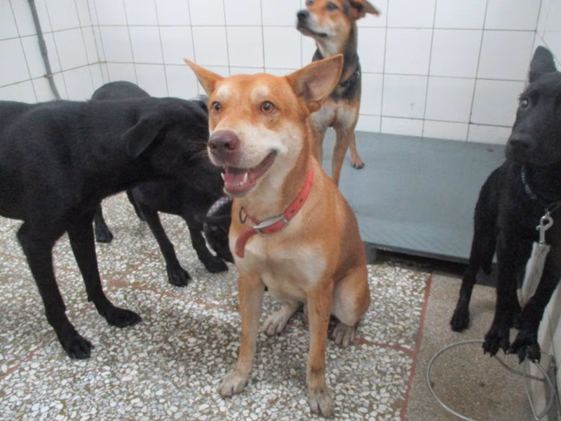 Tan adult male mixed-breed dog, Medium, shelter no. …29A2