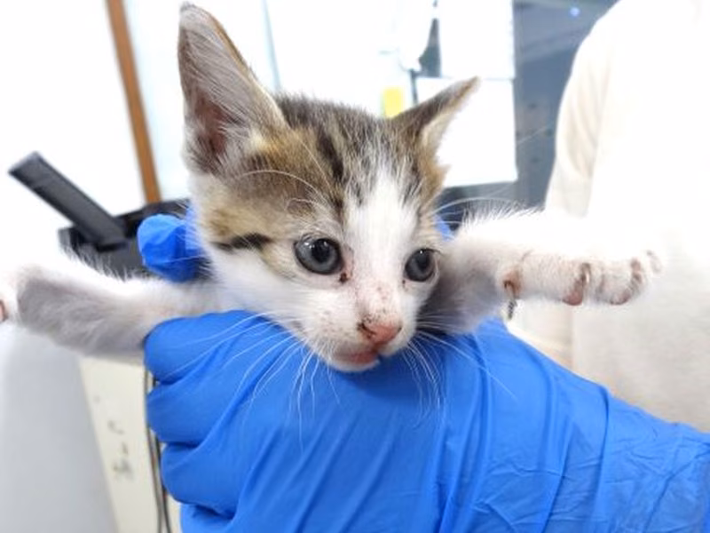 Tabby-and-white young female mixed-breed cat, Small, shelter no. …1693