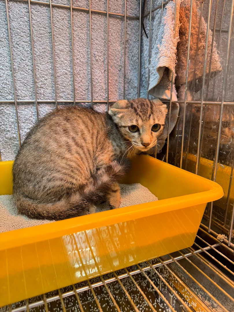 Tabby young female mixed-breed cat, Small, shelter no. …3002