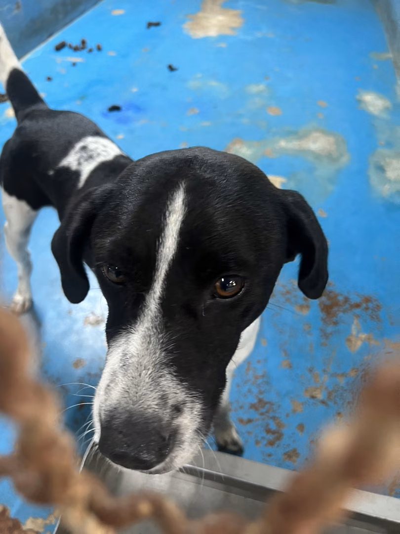 Black-and-white adult male mixed-breed dog, Large, shelter no. …1005