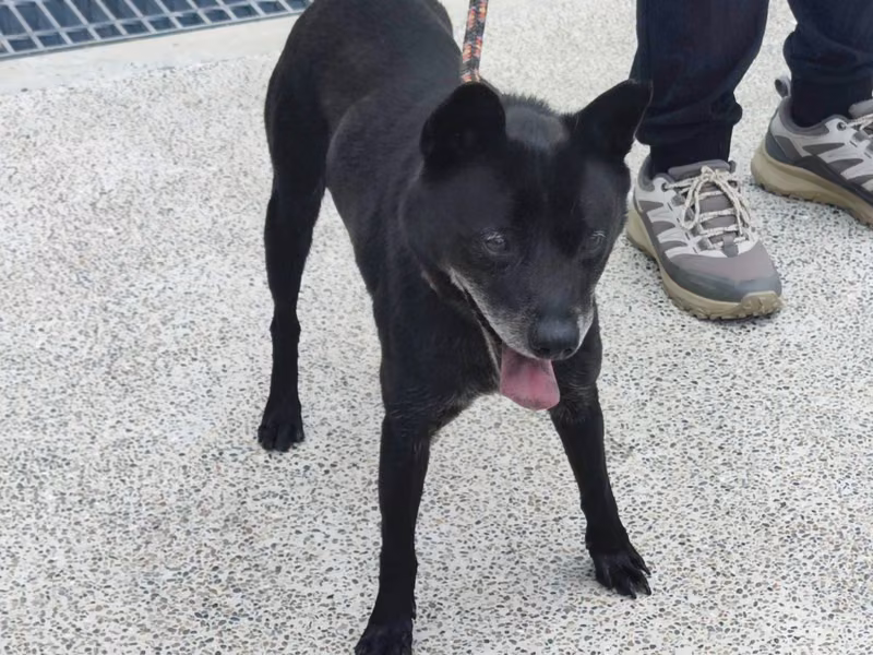 Black adult male mixed-breed dog, Medium, shelter no. …9001