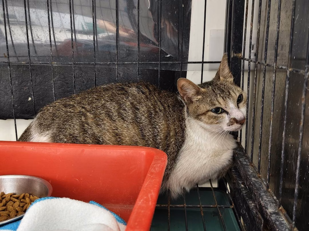 Tabby-and-white adult female mixed-breed cat, Medium, shelter no. …1211