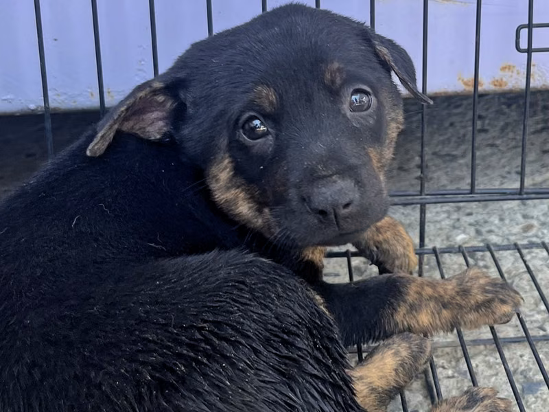 Black tabby young female mixed-breed dog, Small, shelter no. …5007