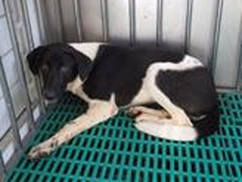 Black-and-white adult female mixed-breed dog, Medium, shelter no. …3131