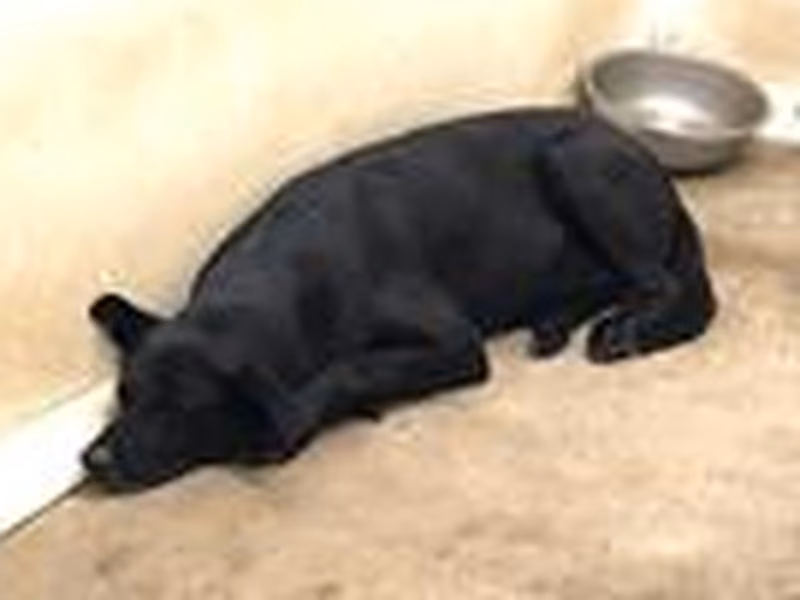 Black adult male mixed-breed dog, Medium, shelter no. …1305