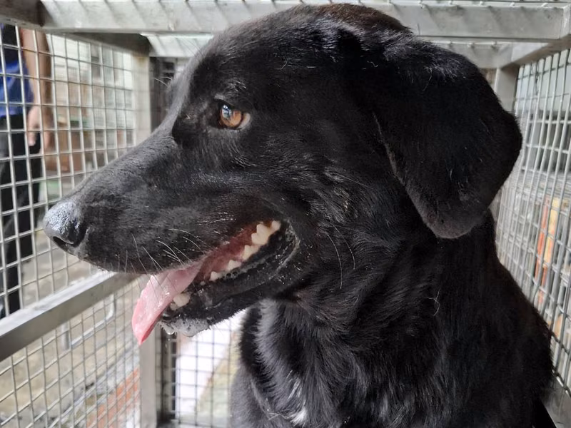 Black adult male mixed-breed dog, Medium, shelter no. …8-04