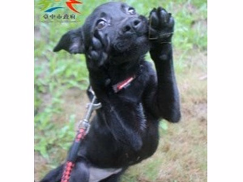 Black young female mixed-breed dog, Medium, shelter no. …6002