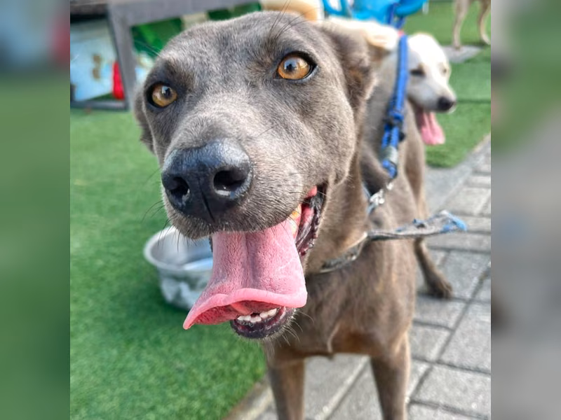 Gray adult female mixed-breed dog, Medium, shelter no. …8-09