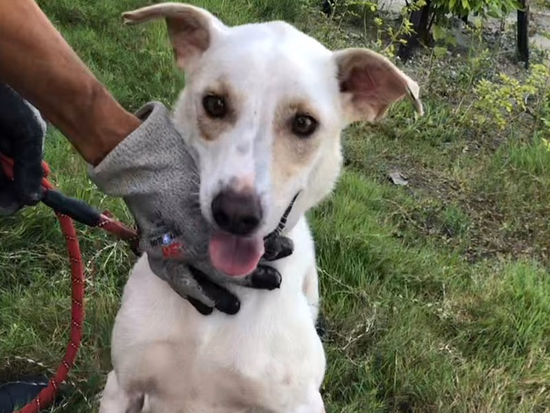 Chien croisé mâle adulte (blanc), Moyen, refuge n° …6004