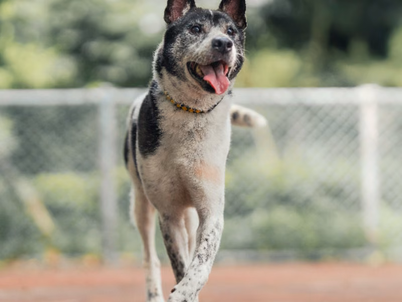 Black-and-white adult male mixed-breed dog, Medium, shelter no. …1501