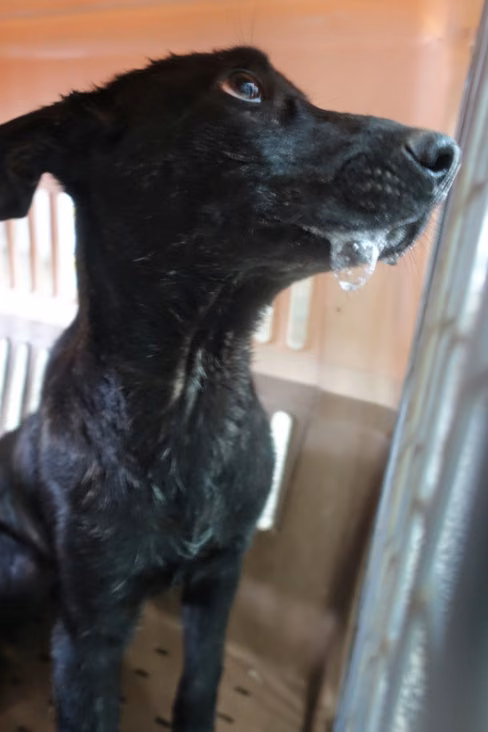 Black young female mixed-breed dog, Medium, shelter no. …0770