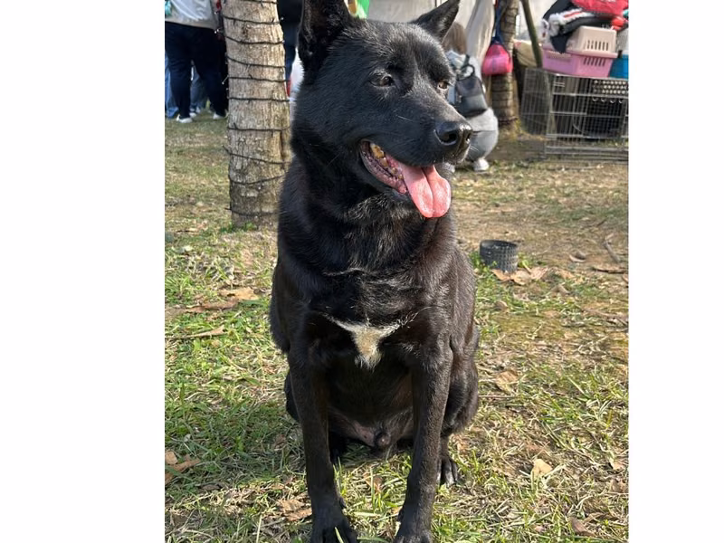 Black adult male mixed-breed dog, Medium, shelter no. …9001