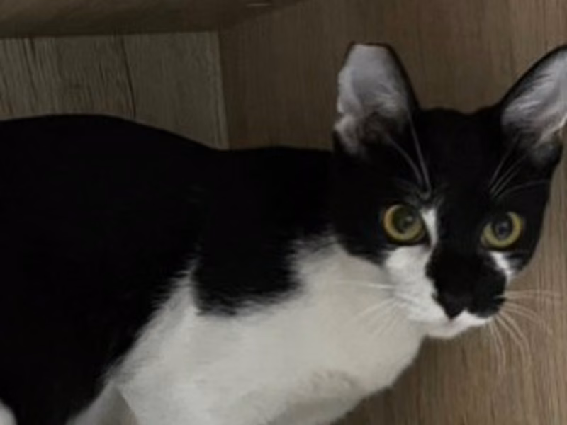 Black-and-white young female mixed-breed cat, Large, shelter no. …0007