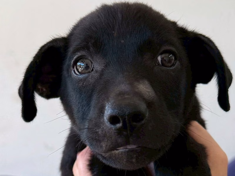 Black young female mixed-breed dog, Medium, shelter no. …6008