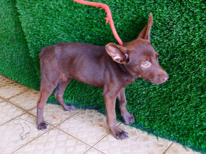 Brown adult female mixed-breed dog, Small, shelter no. …2535
