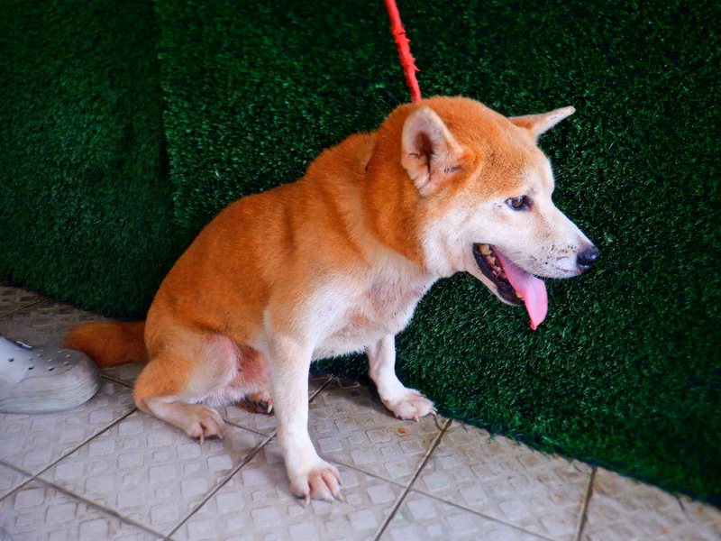 Tan adult male Shiba Inu, Medium, shelter no. …8802