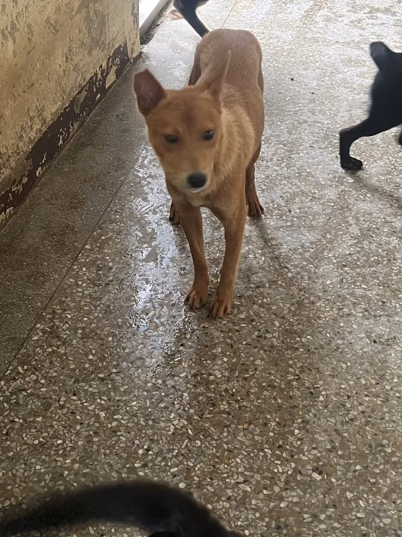 Brown adult female mixed-breed dog, Medium, shelter no. …6001