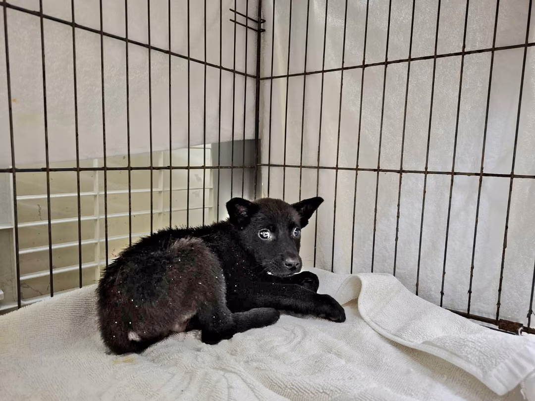 Black young male mixed-breed dog, Small, shelter no. …2705