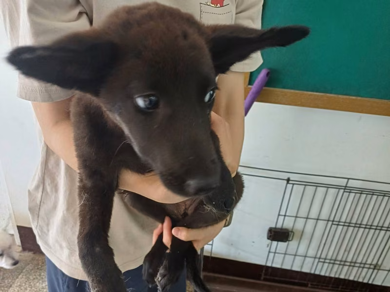Black young female mixed-breed dog, Small, shelter no. …5001