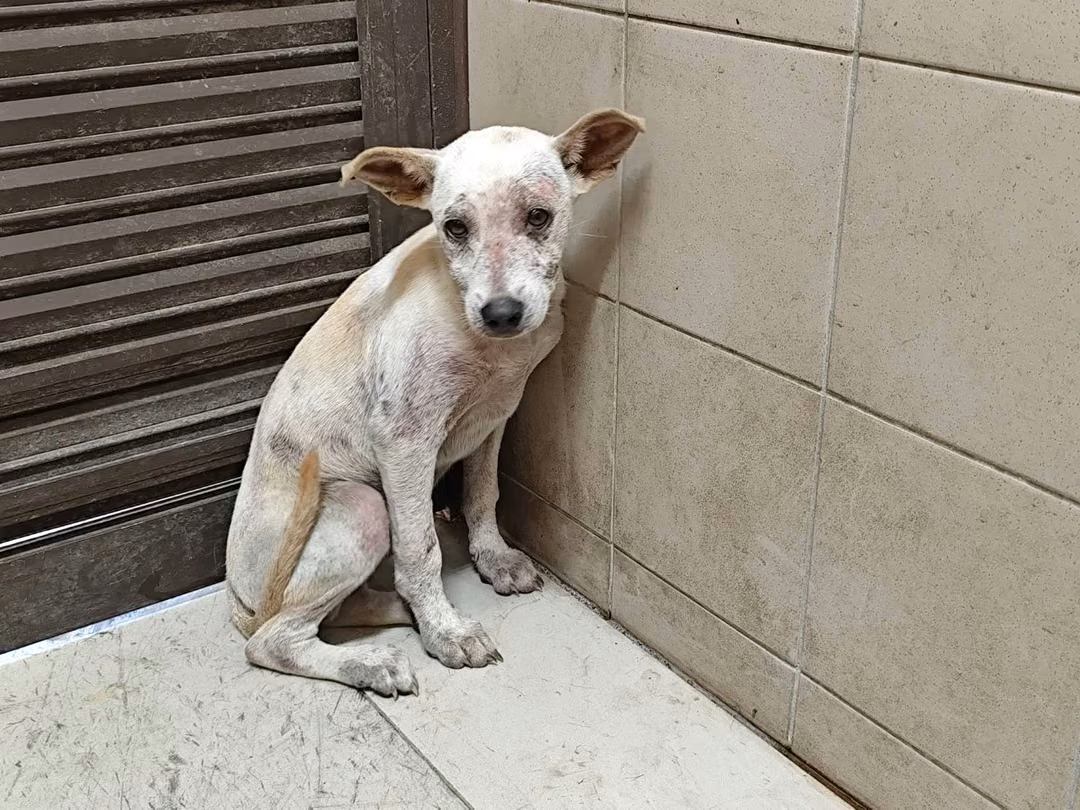 Tan young male mixed-breed dog, Large, shelter no. …1604