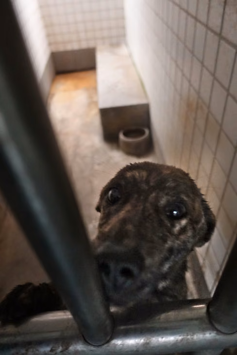 Tabby adult female mixed-breed dog, Large, shelter no. …0680
