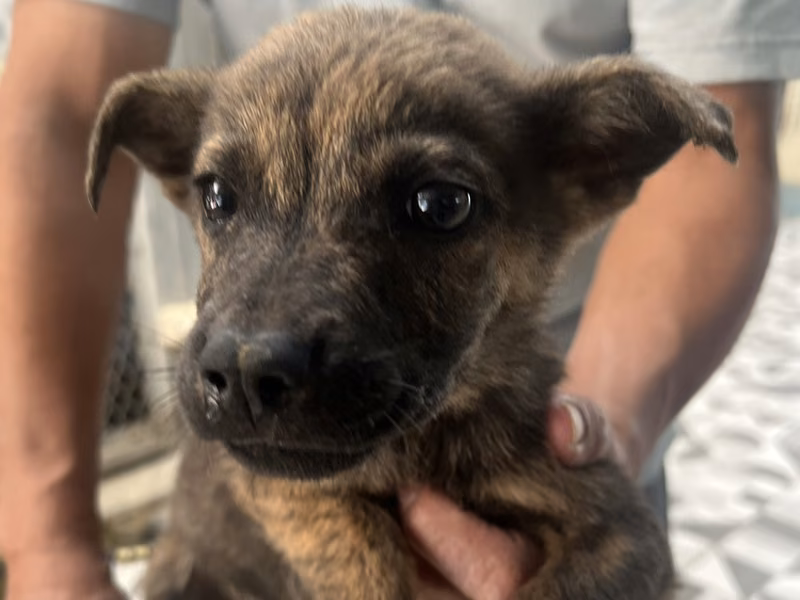 Tabby young male mixed-breed dog, Small, shelter no. …7027