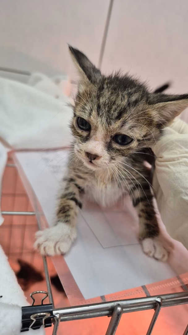 Tabby-and-white young male mixed-breed cat, Small, shelter no. …4002