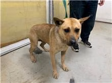 Tan adult male mixed-breed dog, Medium, shelter no. …2303