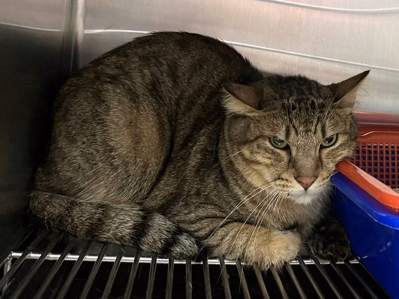 Tabby adult male mixed-breed cat, Medium, shelter no. …0408