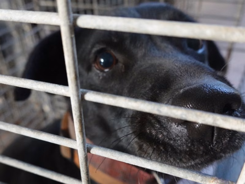 Black adult female mixed-breed dog, Medium, shelter no. …2-04
