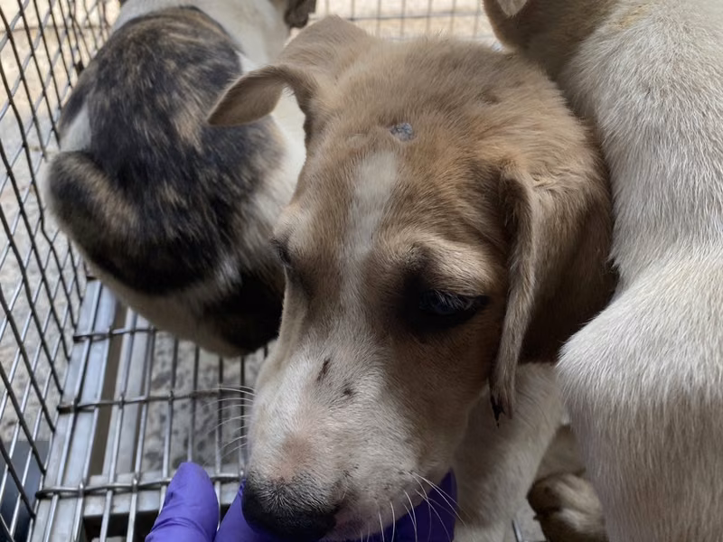 Tan-and-white young male mixed-breed dog, Medium, shelter no. …2-06