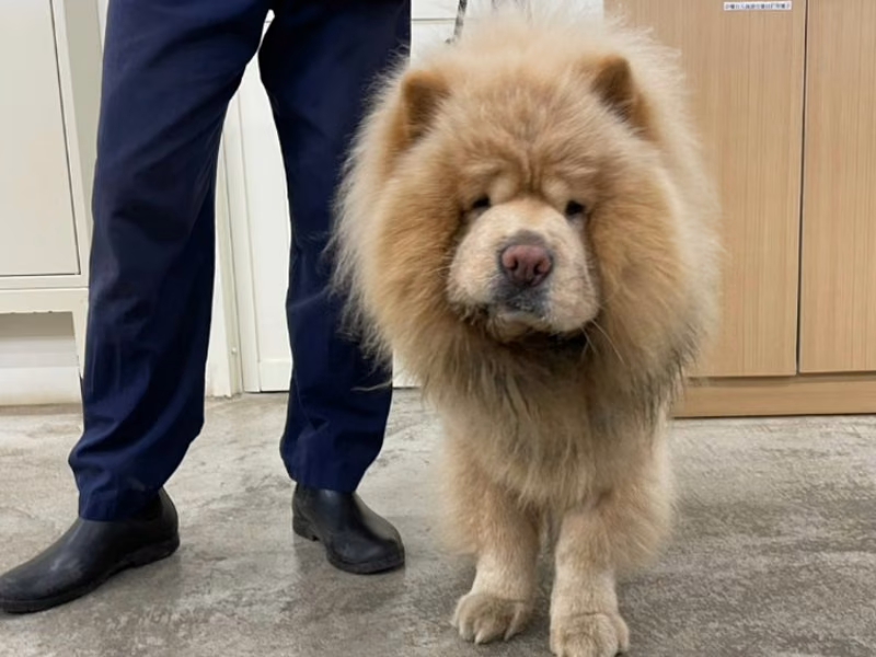 White adult male Chow Chow, Medium, shelter no. …2404