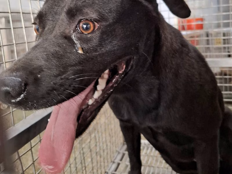 Black adult female mixed-breed dog, Medium, shelter no. …5-07