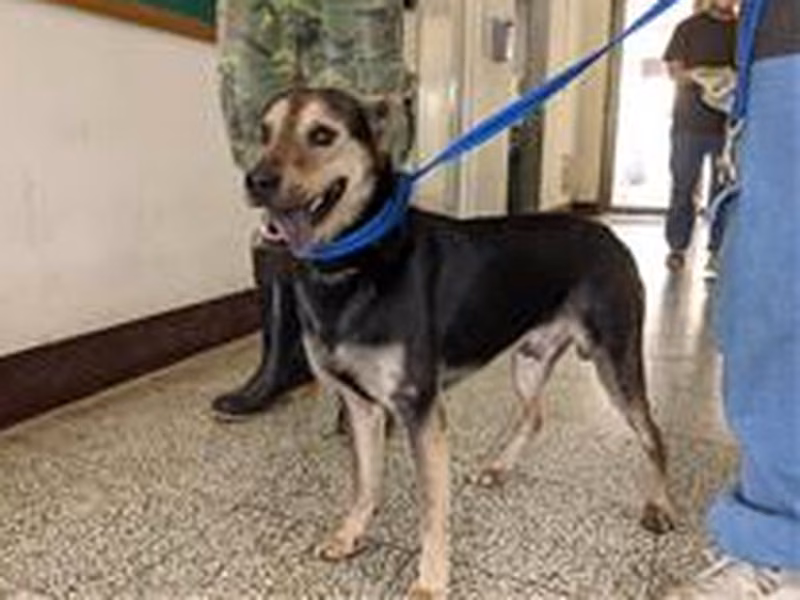 Black-and-tan adult male mixed-breed dog, Medium, shelter no. …0021